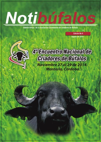 Procuro De Empresa Buffalo-80039